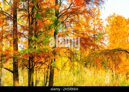 Bunte Waldlandschaft im Herbst. Stockfoto