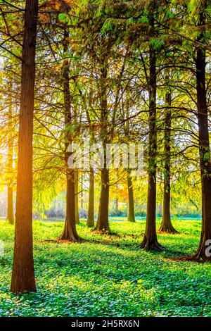 Bunte Waldlandschaft im Herbst. Stockfoto