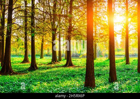 Bunte Waldlandschaft im Herbst. Stockfoto