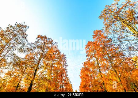 Bunte Waldlandschaft im Herbst. Stockfoto