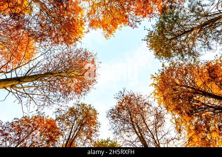 Bunte Waldlandschaft im Herbst. Stockfoto