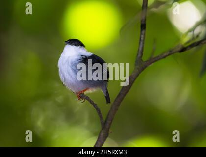 Ein flauschiger, weißbärtiger Manakin, Manacus manacus, der sich tief im tropischen Regenwald mit einem grünen Bokeh-Hintergrund ausweidet. Stockfoto