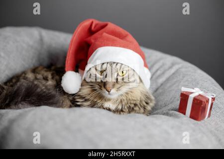 Eine verärgerte Katze in einem weihnachtsmannhut liegt auf einem grauen Kissen und wird von einer Geschenkbox abgewandt Stockfoto