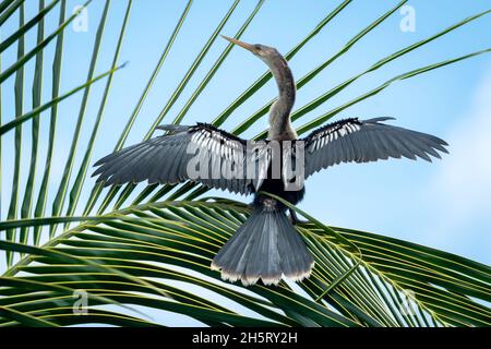 Die Anhinga oder Darter oder Schlangenvögel, die mit ihren Flügeln in einem Kokosnussbaum ausharren und austrocknen. Stockfoto