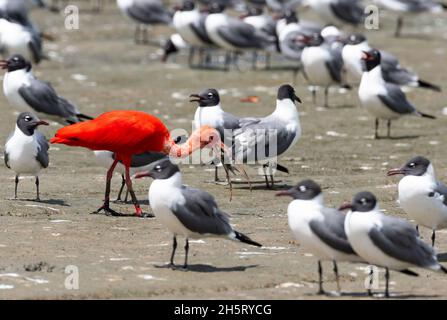 Ein einäugiger scharlachiger Ibis, Eudocimus ruber, Nationalvogel von Trinidad, der sich von Fischen aus dem Wattenmeer inmitten einer Herde lachender Möwen ernährt. Stockfoto