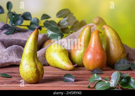 Ländliche Stillleben - Blick auf eine Konferenz Birne nach der Ernte auf einem Holztisch, Gruppe von Birnen Nahaufnahme mit selektivem Fokus Stockfoto