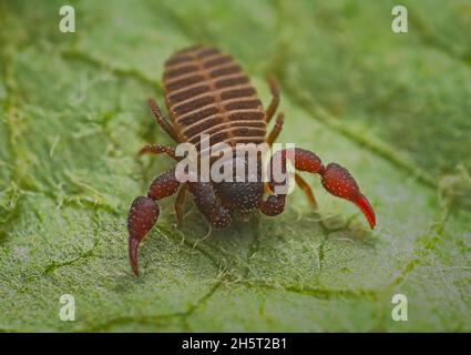 Nahaufnahme eines winzigen Pseudoskorpions Stockfoto