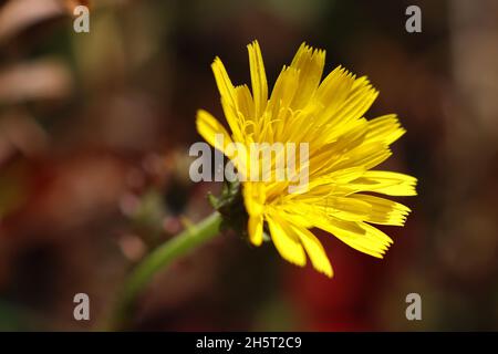 Blüte der weißweckensaumzunge (Picris hieracioides). Picris stammt aus dem griechischen Picros und bedeutet 'bitter', in Bezug auf den bitteren Geschmack einiger Arten Stockfoto