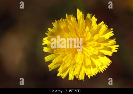 Blüte der weißweckensaumzunge (Picris hieracioides). Picris stammt aus dem griechischen Picros und bedeutet 'bitter', in Bezug auf den bitteren Geschmack einiger Arten Stockfoto