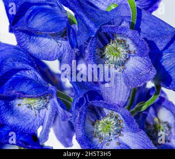 Monkshood, Aconitum Carmichaelii‚ Arendsii. Botanischer Garten, KIT, Karlsruhe, Deutschland, Europa Stockfoto