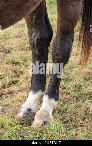 Hinterhufe und Beine eines braunen Hauswarmblutpferdes Westfalens (Equus ferus caballus) auf einer Weide auf dem Land in Deutschland, Europa Stockfoto