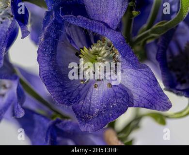 Monkshood, Aconitum Carmichaelii‚ Arendsii. Botanischer Garten, KIT, Karlsruhe, Deutschland, Europa Stockfoto