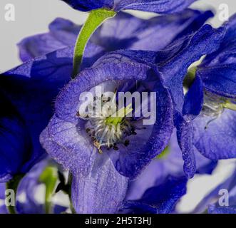 Monkshood, Aconitum Carmichaelii‚ Arendsii. Botanischer Garten, KIT, Karlsruhe, Deutschland, Europa Stockfoto