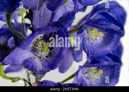 Monkshood, Aconitum Carmichaelii‚ Arendsii. Botanischer Garten, KIT, Karlsruhe, Deutschland, Europa Stockfoto