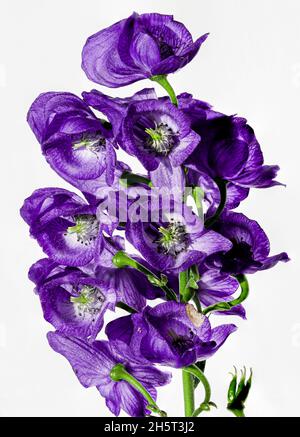 Monkshood, Aconitum Carmichaelii‚ Arendsii. Botanischer Garten, KIT, Karlsruhe, Deutschland, Europa Stockfoto