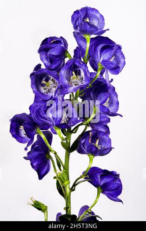 Monkshood, Aconitum Carmichaelii‚ Arendsii. Botanischer Garten, KIT, Karlsruhe, Deutschland, Europa Stockfoto