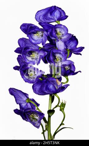 Monkshood, Aconitum Carmichaelii‚ Arendsii. Botanischer Garten, KIT, Karlsruhe, Deutschland, Europa Stockfoto