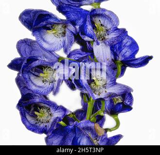 Monkshood, Aconitum Carmichaelii‚ Arendsii. Botanischer Garten, KIT, Karlsruhe, Deutschland, Europa Stockfoto