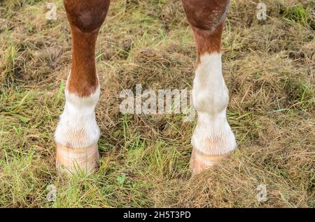 Vorderhufe und Beine eines braunen Hauswarmblutes Westfälisches Pferd (Equus ferus caballus) auf einer Weide auf dem Land in Deutschland, Europa Stockfoto