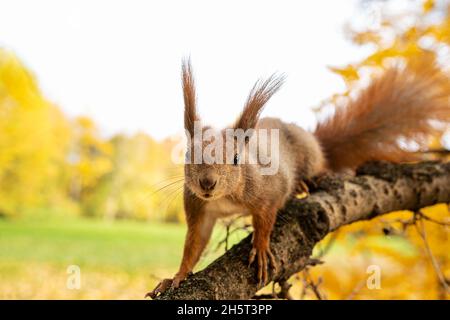 Rotes Eichhörnchen oder Sciurus vulgaris am Baumzweig aus der Nähe. Porträt von lustigen niedlichen Nagetier Blick auf die Kamera, selektive Fokus. Herbstpark Hintergrund. Stockfoto