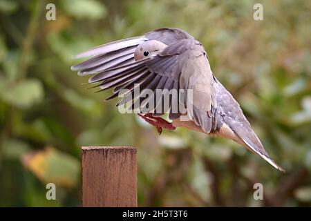 Rio Claro, Sao Paulo, Brasilien. November 2021. Eine Taube (Columba livia) landet am 11. November 2021 auf einem Zaun in einem Garten in der Stadt Rio Claro, Sao Paulo, Brasilien. (Bild: © Igor do Valle/ZUMA Press Wire) Stockfoto