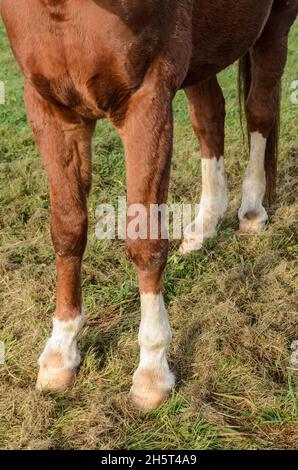 Vorderhufe und Beine eines braunen Hauswarmblutes Westfälisches Pferd (Equus ferus caballus) auf einer Weide auf dem Land in Deutschland, Europa Stockfoto