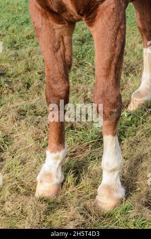 Vorderhufe und Beine eines braunen Hauswarmblutes Westfälisches Pferd (Equus ferus caballus) auf einer Weide auf dem Land in Deutschland, Europa Stockfoto