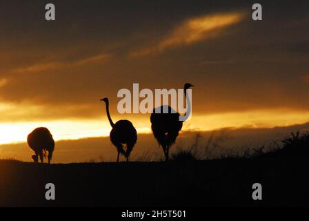 Nahaufnahme von 3 wilden Straußen in Silhouette, während sie die aufgehende Sonne auf einem Hügel in der Wildnis Südafrikas genießen. Aufgenommen auf Safari. Stockfoto