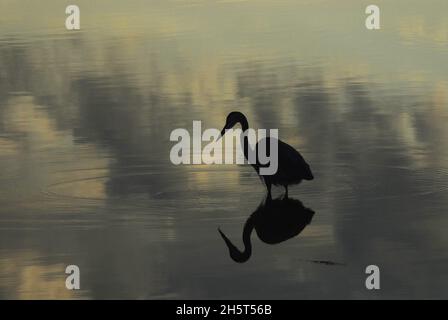 Ein farbenfrohes Bild einer reflektierten schwarzen Silhouette eines Weißen Reiher, der in der wunderschönen Spiegelung eines bewölkten Sonnenaufgangshimmels in einem Florida-See watet. Stockfoto