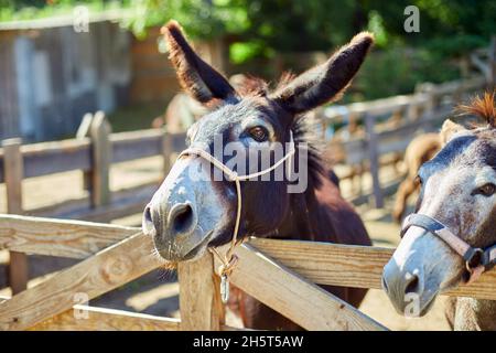 Freundlicher Esel im Fahrerlager, der sozial ist, kontaktiere die Farm, der Esel steht mit dem Gesicht aus dem streichelenden Zoo-Zaun. Stockfoto