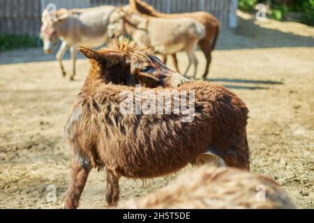 Freundlicher Esel im Fahrerlager ist sozial, kontaktieren Sie die Farm. Stockfoto