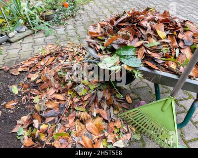 Schubkarre mit abgefallenen Blättern im Garten Stockfoto