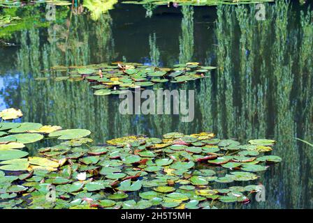 Eine impressionistische Inspiration von Reflexionen in Monets Wassergarten in Giverny, Frankreich. Stockfoto