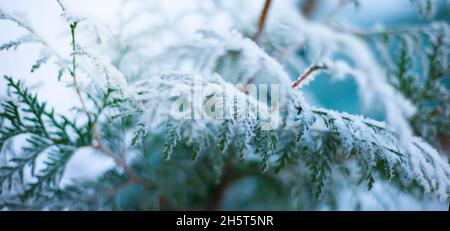 Zypresse Winter Hintergrund Thuja Zweig im Schnee. Wintermotive. Weihnachten. Stockfoto