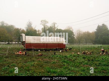 Freilandhuhn an einem nebligen Wintermorgen auf einem grasbewachsenen Feld, auf einem kleinen, familiengeführten Bio-Bauernhof in New Jersey. Stockfoto