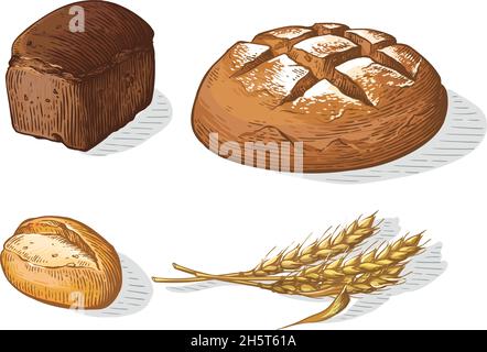 Brotvektor farbenfrohe handgezeichnete Set-Illustration. Andere Arten von Weizen, Mehl frisches Brot. Gluten Lebensmittel Bäckerei gravierte Sammlung Stock Vektor