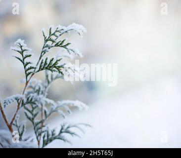 Ein immergrüner Nadelbaum-Ast im Schnee. Thuja. Zypresse. Wintermotive. Platz für Text kopieren. Stockfoto