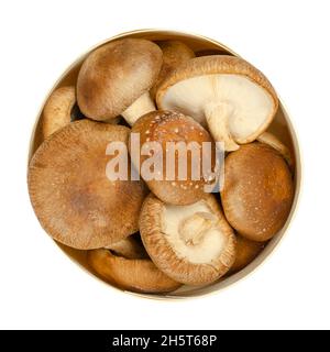 Frische ganze Shiitake-Pilze, in einer runden Balsaholzkiste. Lentinula edodes, essbare Pilze, aus Ostasien, auch in der traditionellen Medizin verwendet. Stockfoto