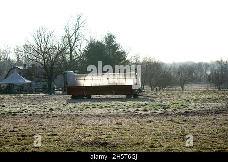 Freilandhuhn an einem nebligen Wintermorgen auf einem grasbewachsenen Feld, auf einem kleinen, familiengeführten Bio-Bauernhof in New Jersey. Stockfoto