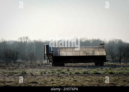 Freilandhuhn an einem nebligen Wintermorgen auf einem grasbewachsenen Feld, auf einem kleinen, familiengeführten Bio-Bauernhof in New Jersey. Stockfoto