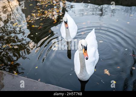 Ein paar weiße Schwäne auf dem See. Zwei schöne stumme Schwäne oder Cygnus olor schwimmen im Teich zusammen. Nahaufnahme, selektiver Fokus. Gelbe Herbstblätter im Wasser. Stockfoto