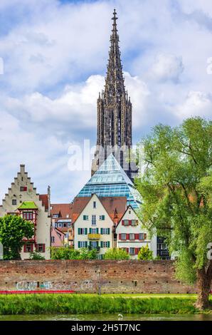 Ulm, Baden-Württemberg, Deutschland - 16. Mai 2014: Die historischen Häuser des Fischerviertels, die alte Stadtmauer, der Schiefe Turm und das Münster. Stockfoto