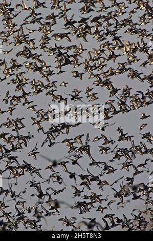 Große Herde brent-Gänse im Flug Stockfoto