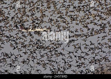 Große Herde brent-Gänse im Flug mit Jetliner im Hintergrund Stockfoto