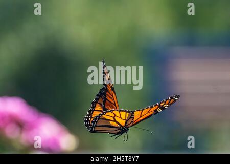 Monarch Schmetterling Flug während Herbst Migration Stockfoto