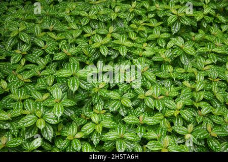 Ein Naturhintergrund der pilea caderei oder der Aluminiumpflanze Blätter innerhalb der liu xiang malerischen Gegend in chengdu china, Provinz sichuan. Stockfoto