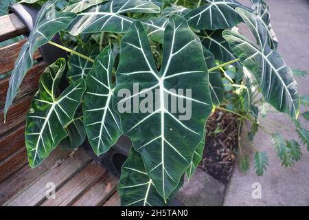 Schöne dunkelgrüne und samtige Blätter von Alocasia Frydek Stockfoto