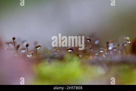 Naturhintergrund, selektiver Fokus von Tau Tropfen auf dem Moos nach Regen am Morgen, niedriges Licht am Morgen Stockfoto