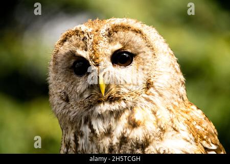 Waldkauz Strix aluco gefangen Stockfoto
