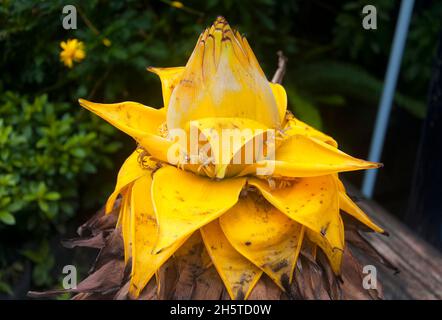 Musella lasiocarpa ist eine Zierbanane, die gemeinhin als chinesische Zwergbanane oder goldene Lotusbanane bezeichnet wird und in einem Garten im liu xiang To wächst Stockfoto